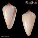 Conus parius Reeve 1844的圖片