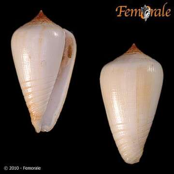 Image of cone snails