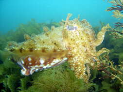 Image of Giant Australian Cuttlefish