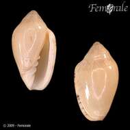 Image of Marginella Lamarck 1799