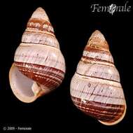 Image of achatinellid land snails