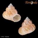 Image of <i>Solariella peramabilis</i>