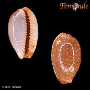 Image of half-extending cowry