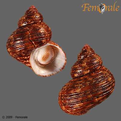 Image of turban snail