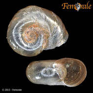 Image of ramshorn snails