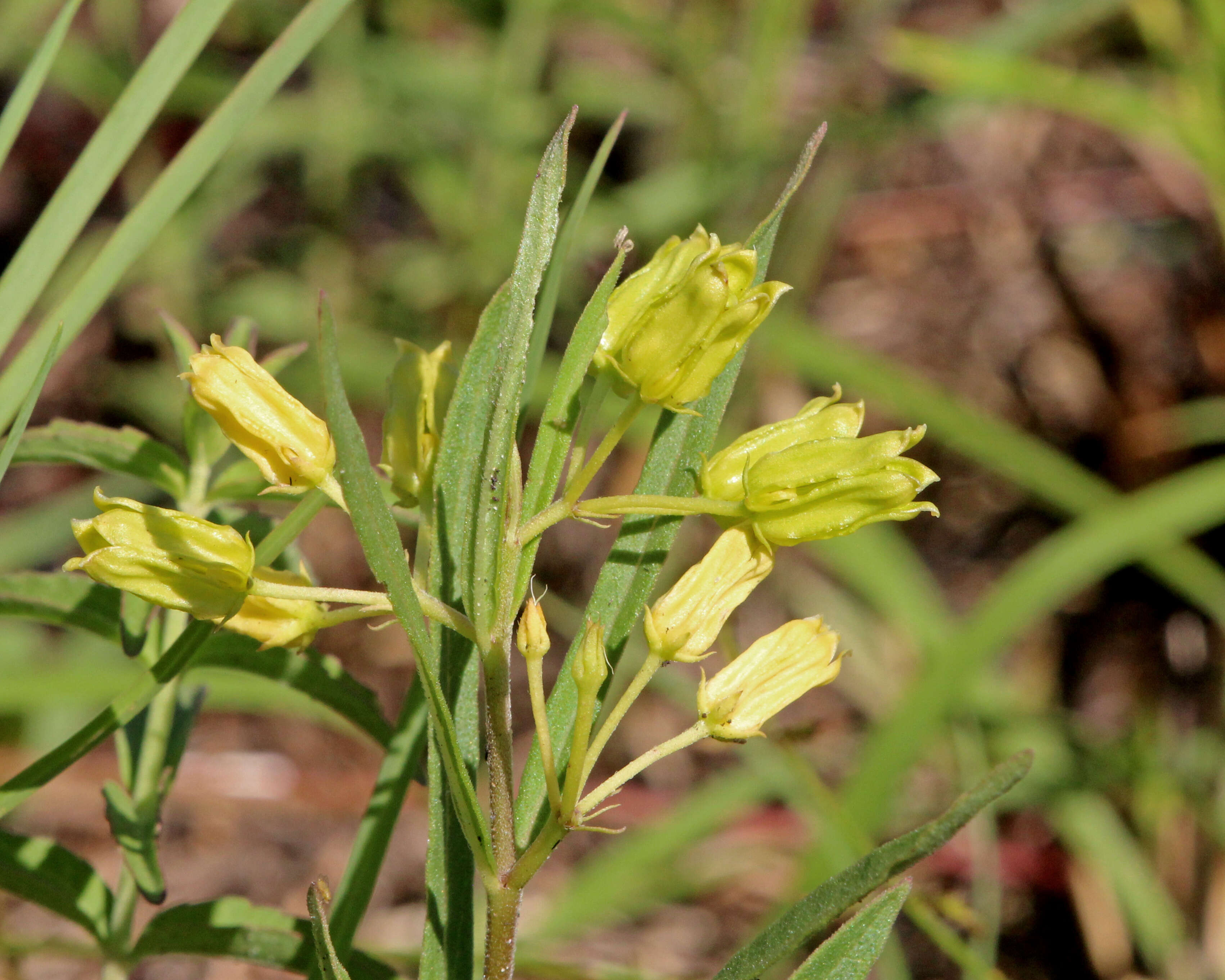 Image of Savannah Milkweed