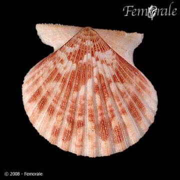 Image of <i>Lindapecten tehuelchus spinosula</i> (Bavay 1906)