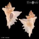 صورة Pteropurpura centrifuga (Hinds 1844)