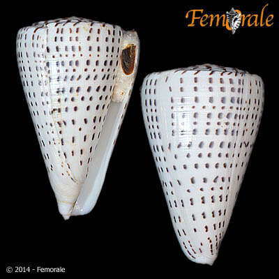 Image of cone snails