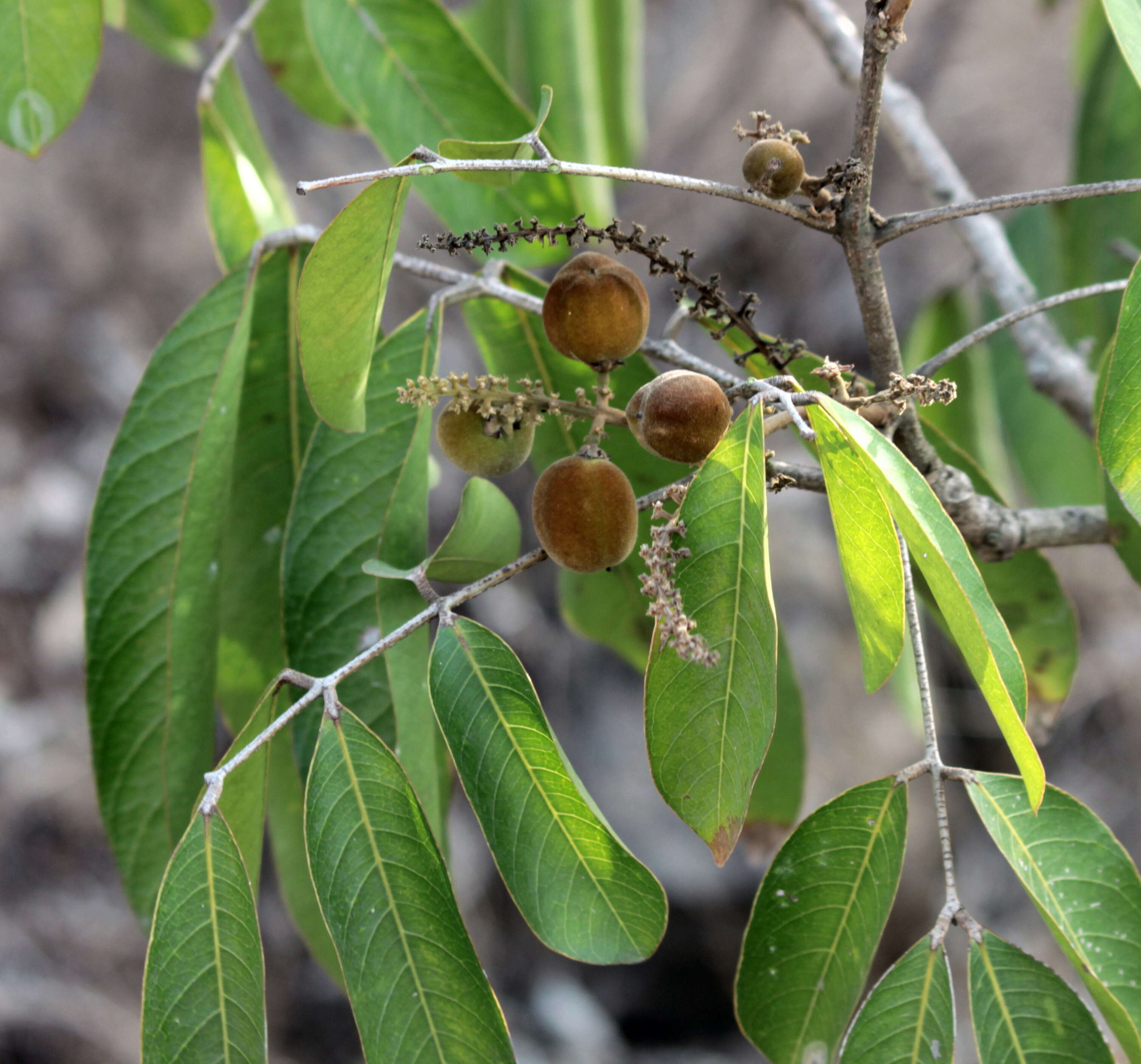 Image of Lepisanthes tetraphylla (Vahl) Radlk.