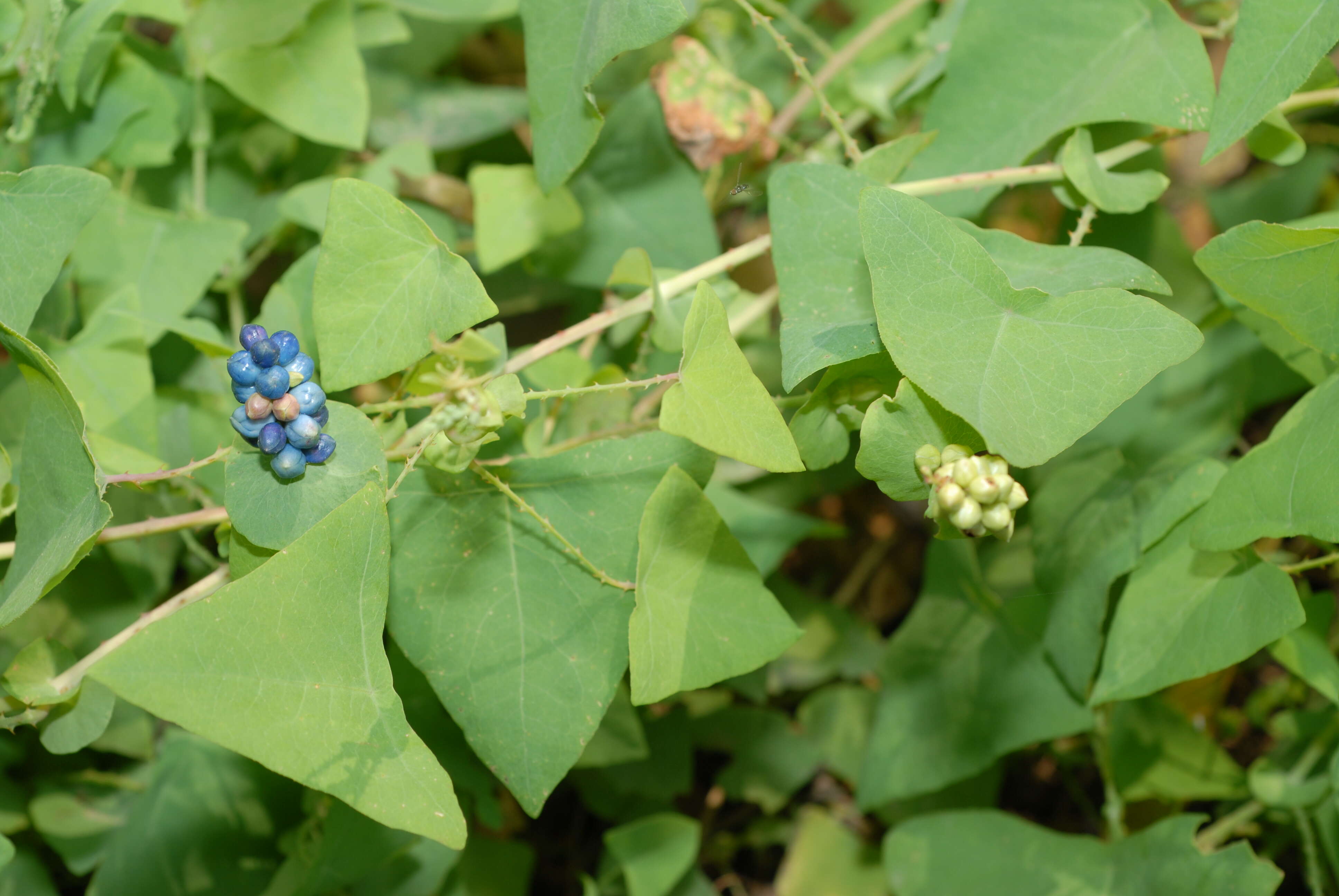 Image of Asiatic Tearthumb