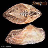 Image of Ark clam