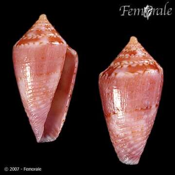 Image of Conasprella Thiele 1929