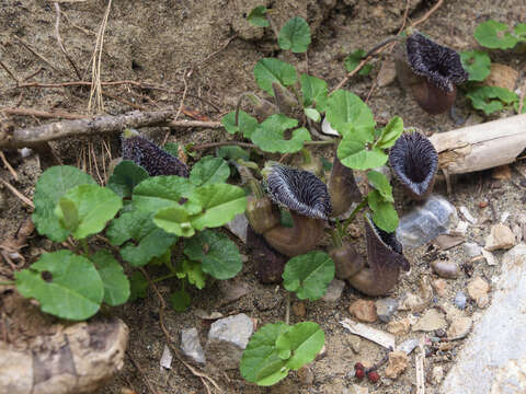 Image of Aristolochia cretica Lam.