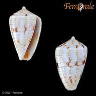 Image of cone snails