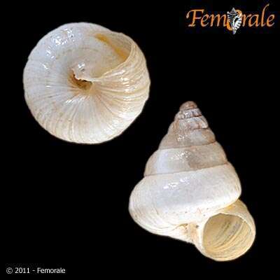 Image of Cochlicella conoidea occidentalis Pallary 1897