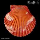 Image of Canestrello scallop