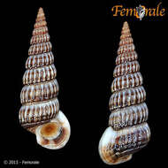 Image de Potamididae