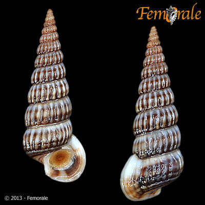 Image de Potamididae