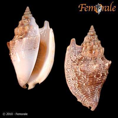 Image de <i>Strombus aurora</i> Kronenberg 2002