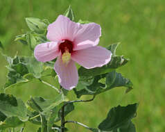 Hibiscus grandiflorus Michx.的圖片