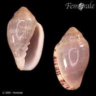 Image of Marginella ornata Redfield 1870