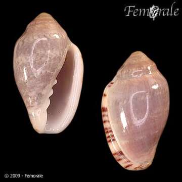 Слика од Marginella ornata Redfield 1870