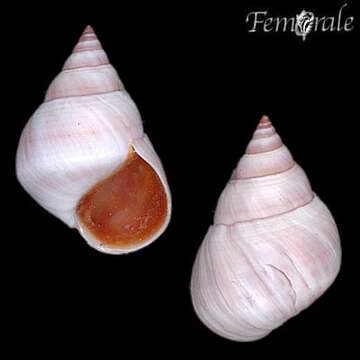 Image of Mangrove periwinkles