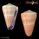 Imagem de Conus flavidus Lamarck 1810