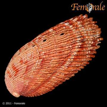 Image of Haliotoidea Rafinesque 1815