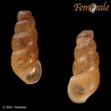 Image of Truncatellidae Gray 1840