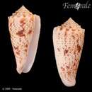 Image of <i>Conus moluccensis stainforthii</i> Reeve 1843