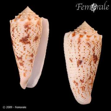 Image of Conus moluccensis stainforthii Reeve 1843