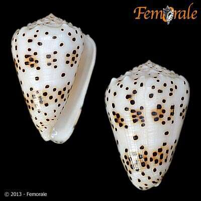 Image of cone snails