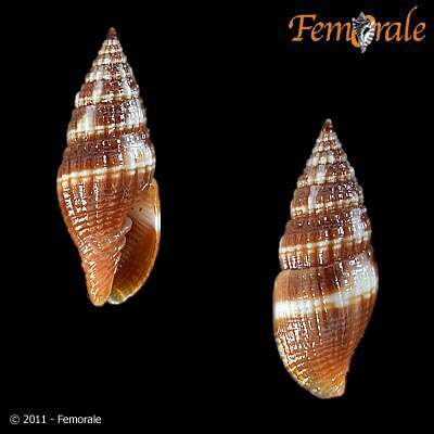 Image of Turbinelloidea Rafinesque 1815