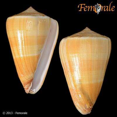 Image of cone snails