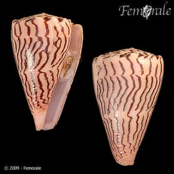 Image de Conus princeps Linnaeus 1758