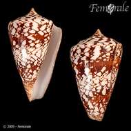 Conus amadis Gmelin 1791的圖片