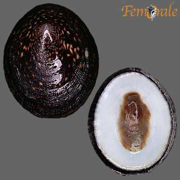 Image of unclassified Gastropoda