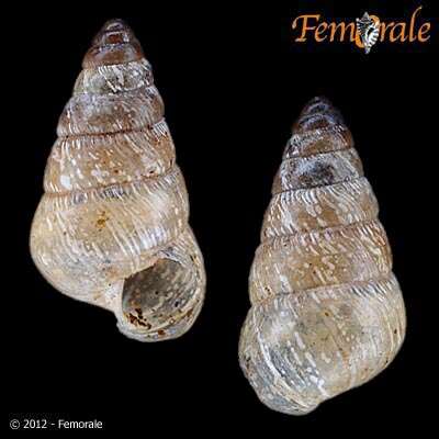 Achatinidae resmi