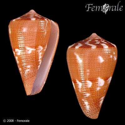 Image of Conus Linnaeus 1758