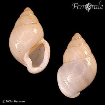 Image of Partula snails