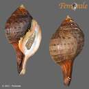 Image of chank shell