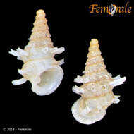 Image of Diplommatinidae