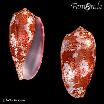 Image of cone snails