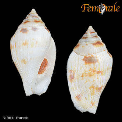 Image of <i>Strombus maculatus</i> Sowerby 1842