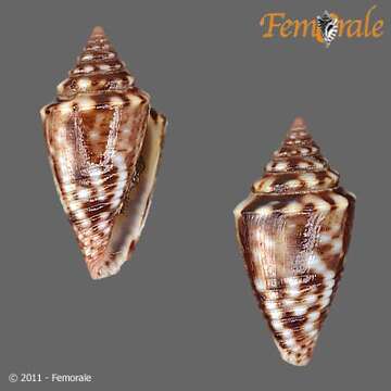 Image of Conasprella jaspidea (Gmelin 1791)