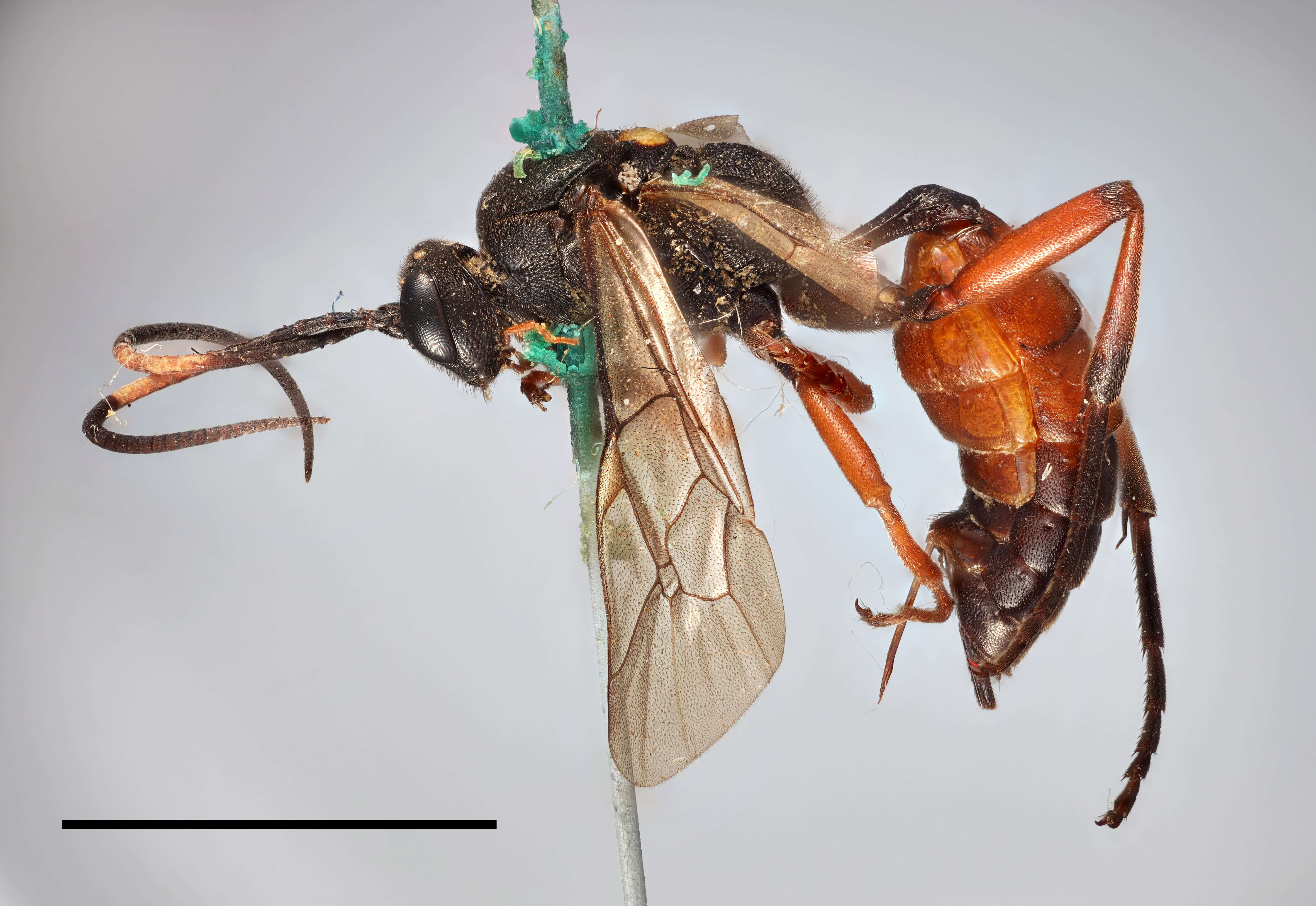 Image of Ichneumon stenocerus Thomson 1887