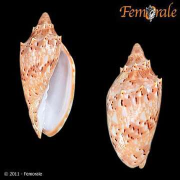 Image of Cymbiola Swainson 1831