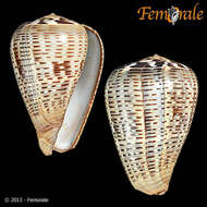 Image de Conus glaucus Linnaeus 1758